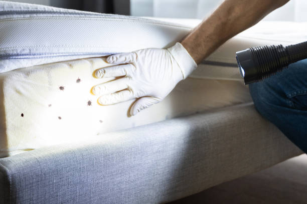 Best Affordable Pest Control Services  in Langhorne, PA